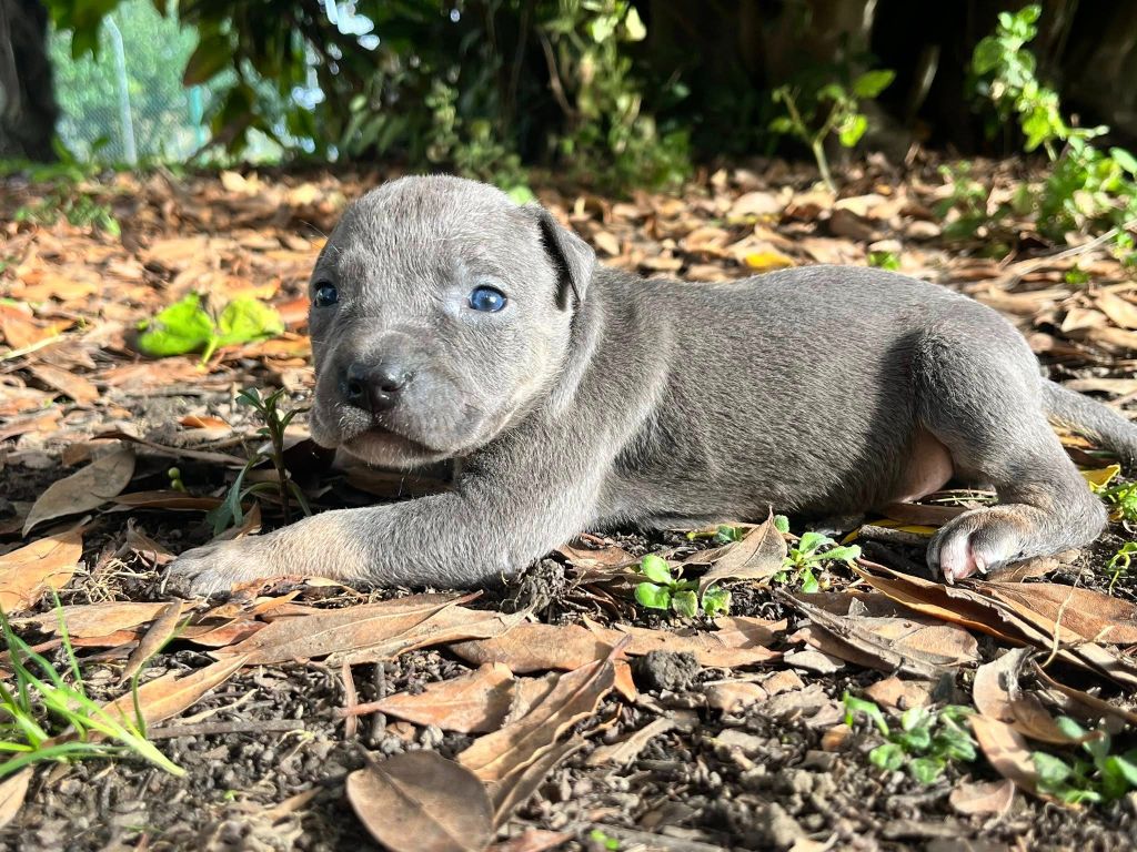 de la Taverne d'Ox - Chiots disponibles - American Staffordshire Terrier