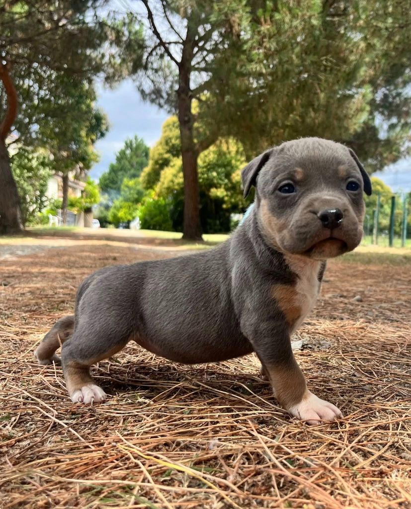 de la Taverne d'Ox - American Staffordshire Terrier - Portée née le 16/06/2025