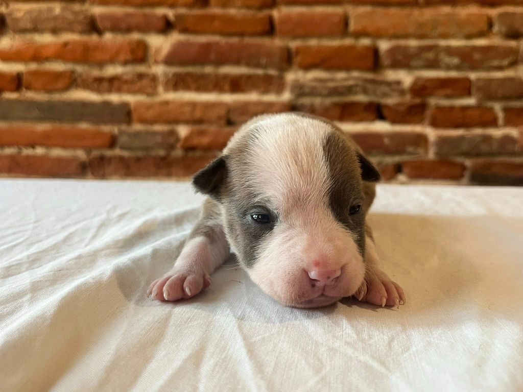 de la Taverne d'Ox - Chiots disponibles - American Staffordshire Terrier