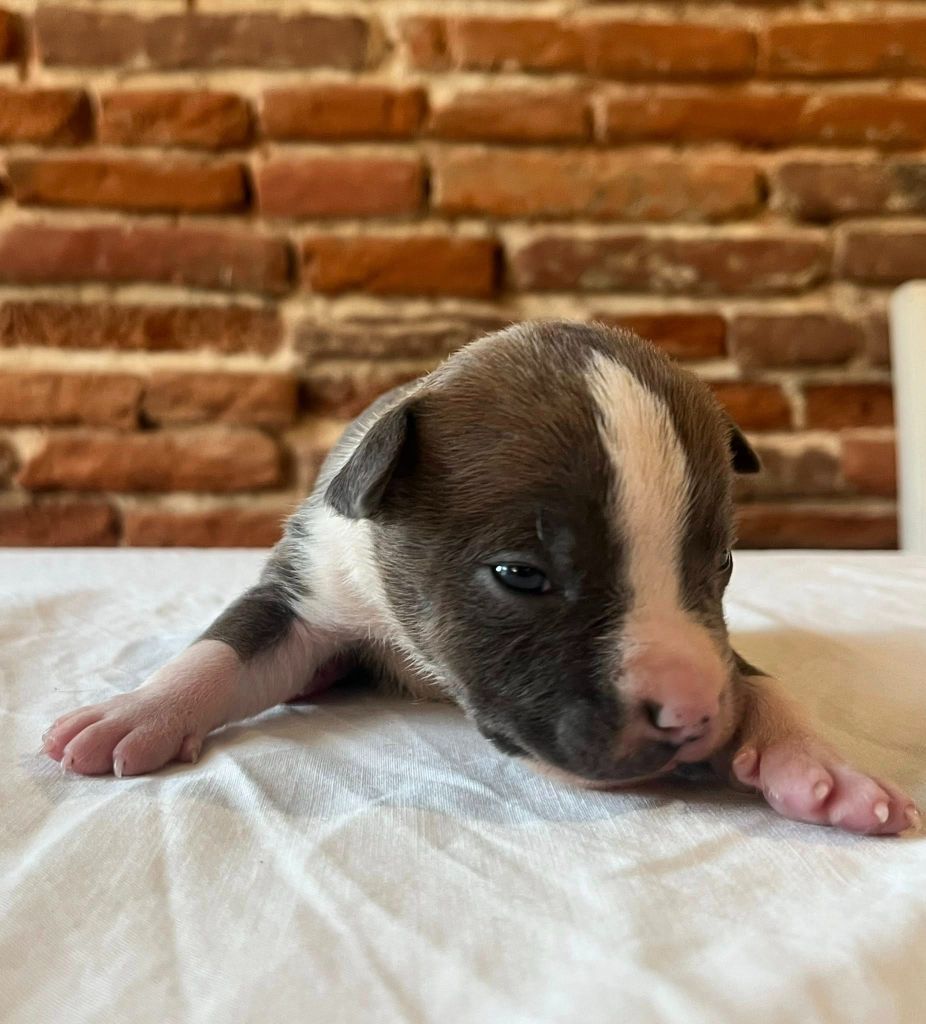 de la Taverne d'Ox - Chiots disponibles - American Staffordshire Terrier