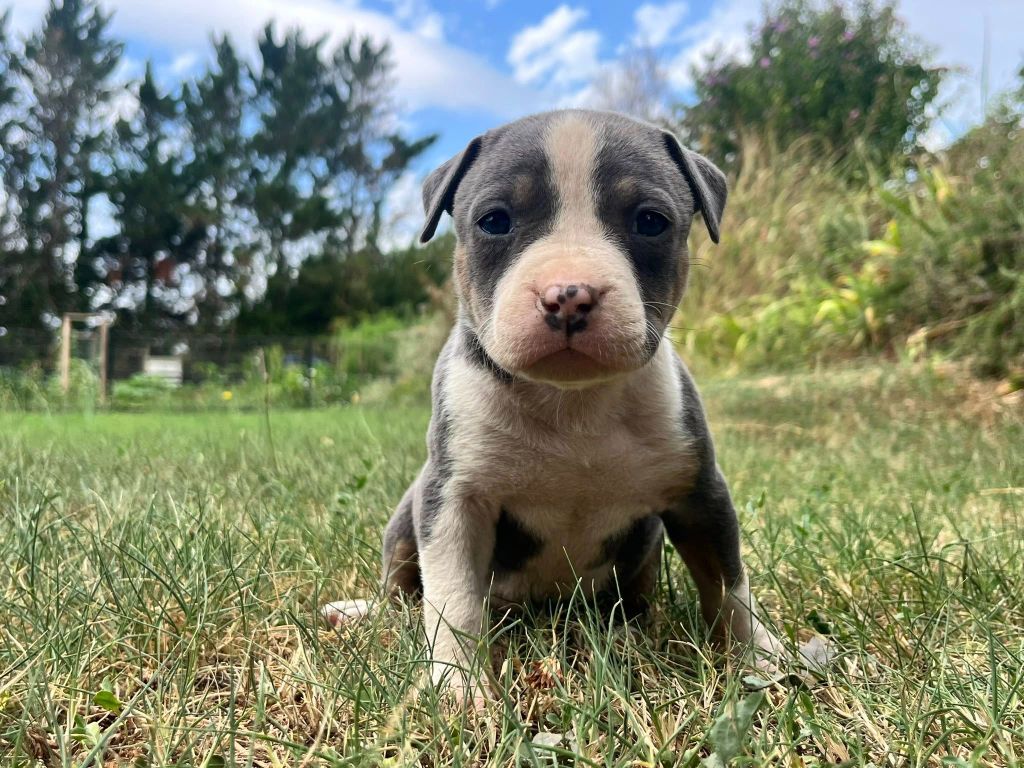 de la Taverne d'Ox - Chiots disponibles - American Staffordshire Terrier