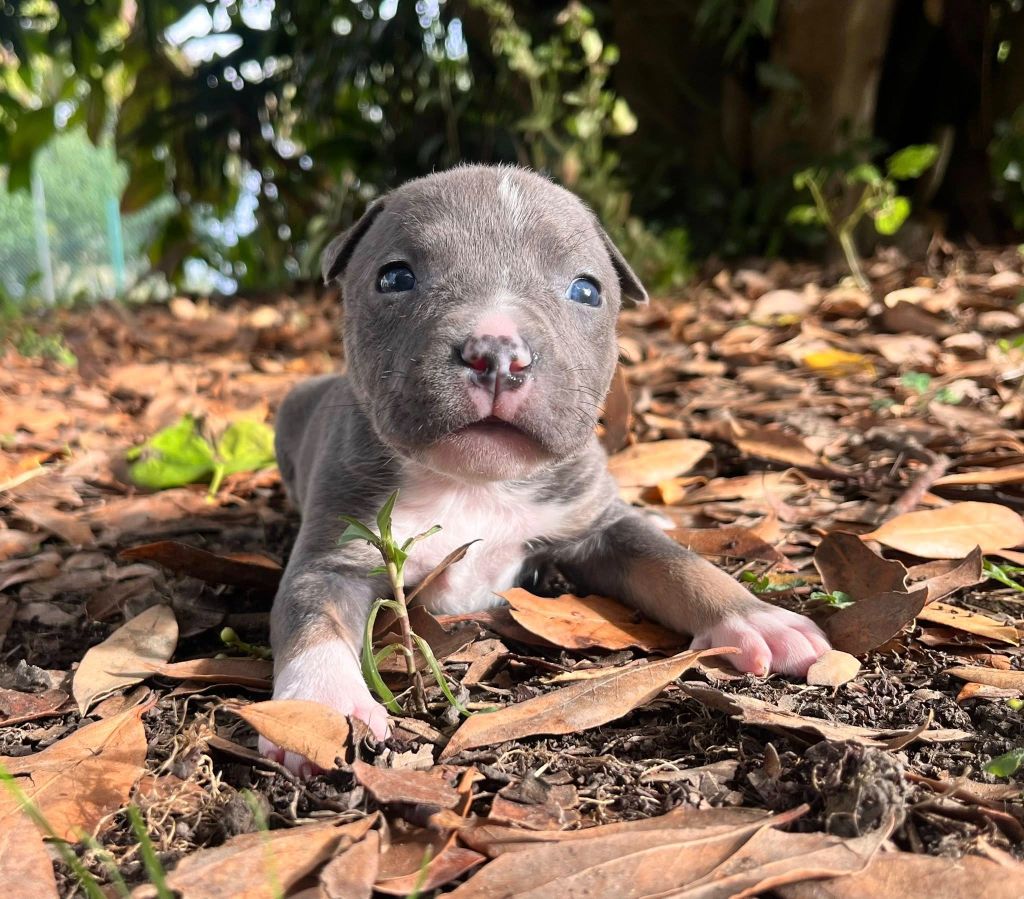 de la Taverne d'Ox - Chiots disponibles - American Staffordshire Terrier