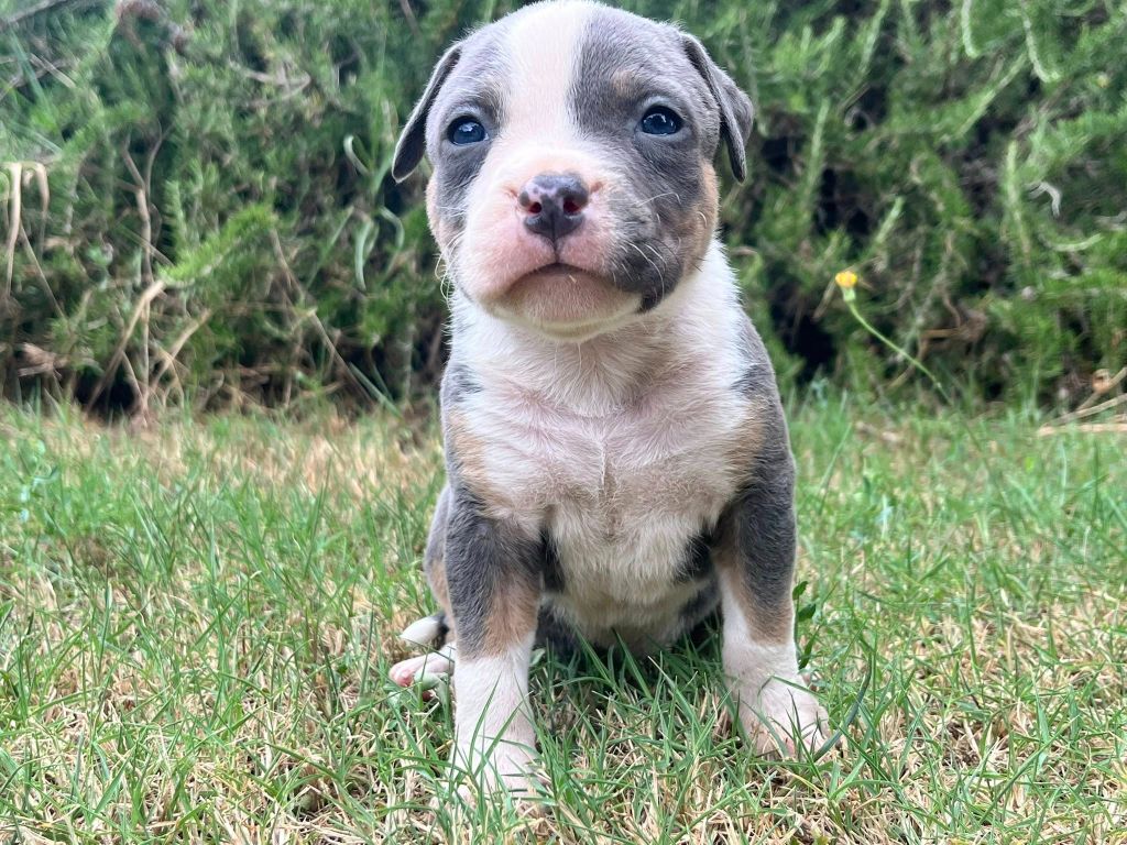 de la Taverne d'Ox - Chiots disponibles - American Staffordshire Terrier