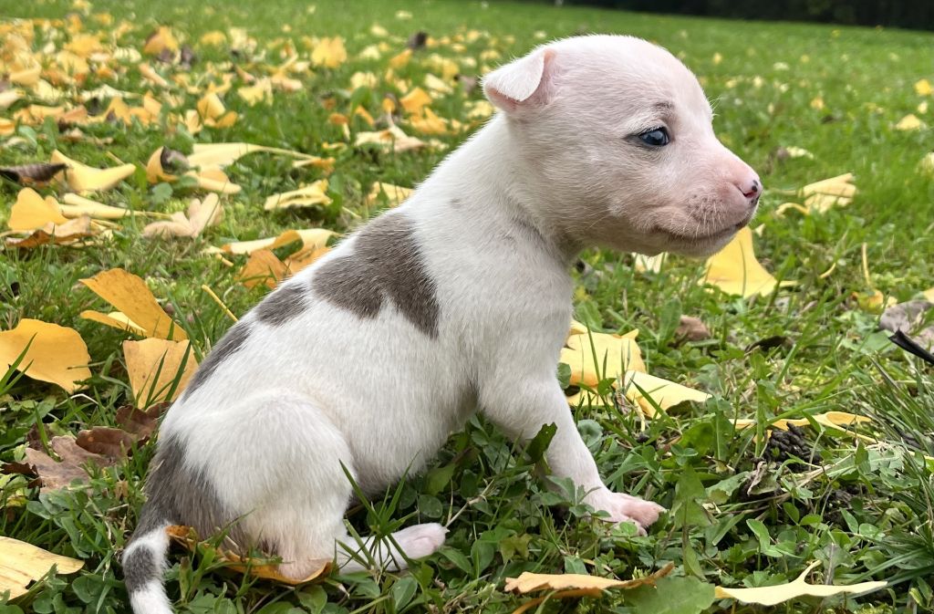 de la Taverne d'Ox - Chiots disponibles - American Staffordshire Terrier