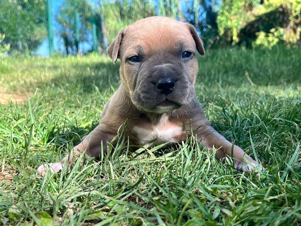 de la Taverne d'Ox - Chiots disponibles - American Staffordshire Terrier