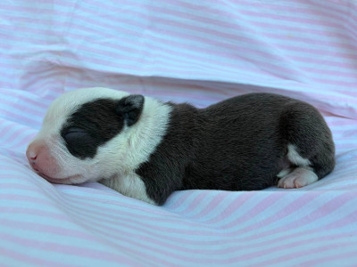 Chiot N°2