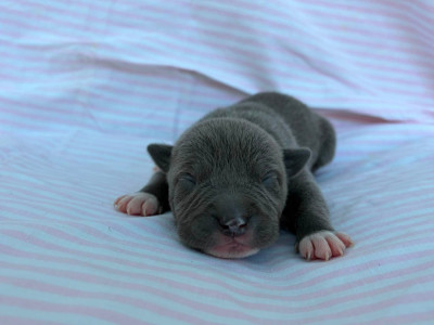 Chiot N°4