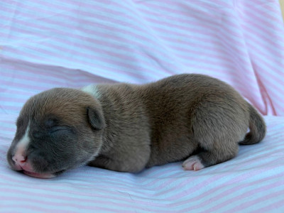 Chiot N°5