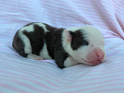 Chiot N°6