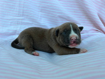 Chiot N°7