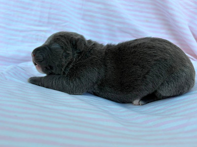 Chiot N°8