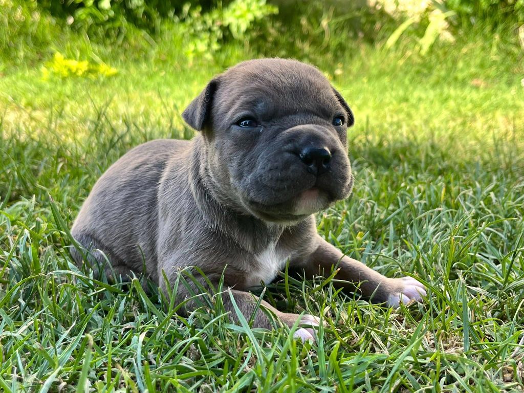 de la Taverne d'Ox - Chiots disponibles - American Staffordshire Terrier