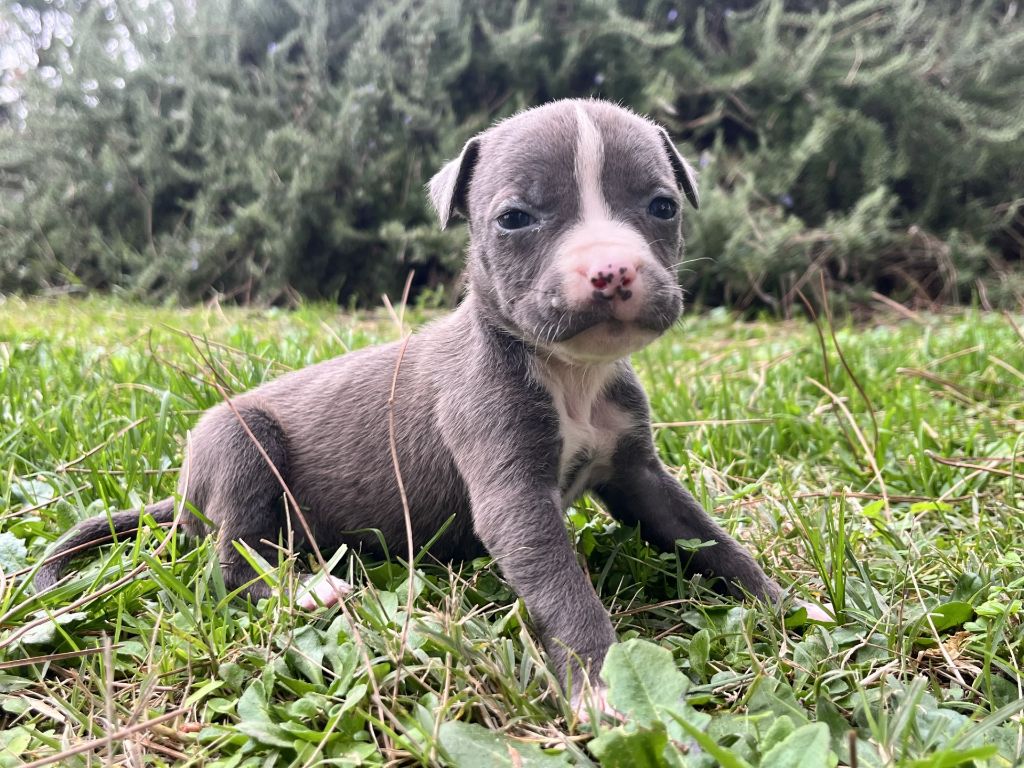 de la Taverne d'Ox - Chiots disponibles - American Staffordshire Terrier