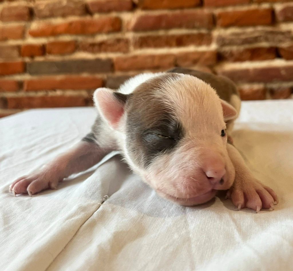 de la Taverne d'Ox - Chiots disponibles - American Staffordshire Terrier