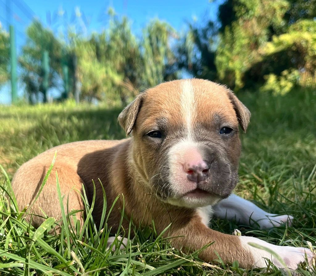 de la Taverne d'Ox - Chiots disponibles - American Staffordshire Terrier