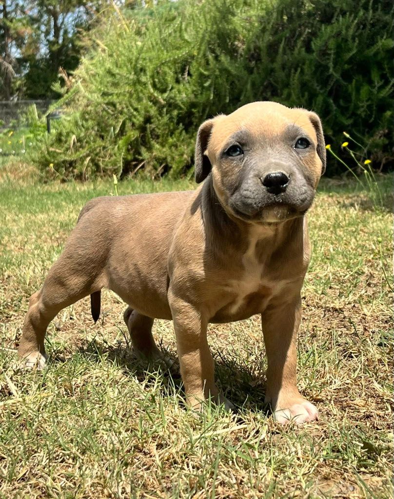 de la Taverne d'Ox - Chiots disponibles - American Staffordshire Terrier