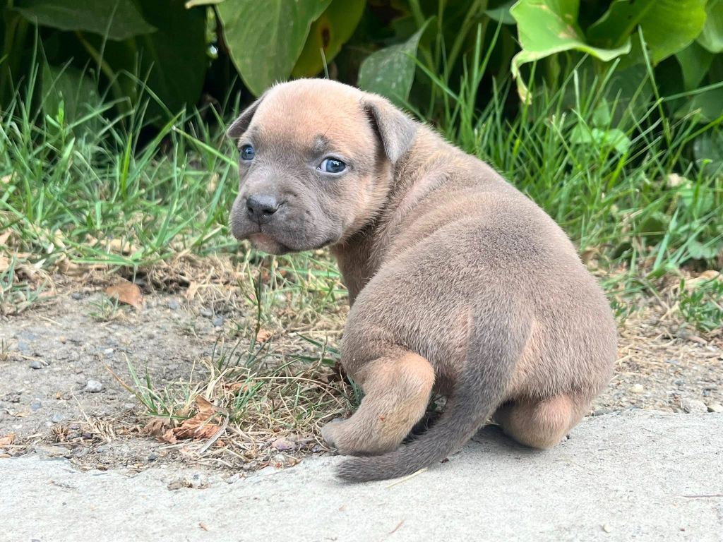 de la Taverne d'Ox - Chiots disponibles - American Staffordshire Terrier