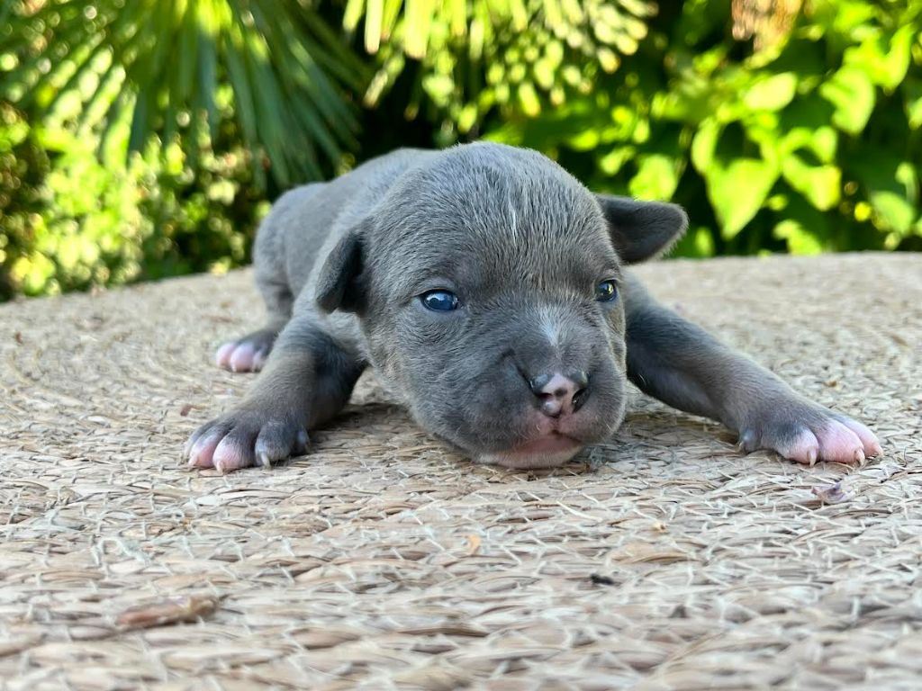 de la Taverne d'Ox - Chiots disponibles - American Staffordshire Terrier