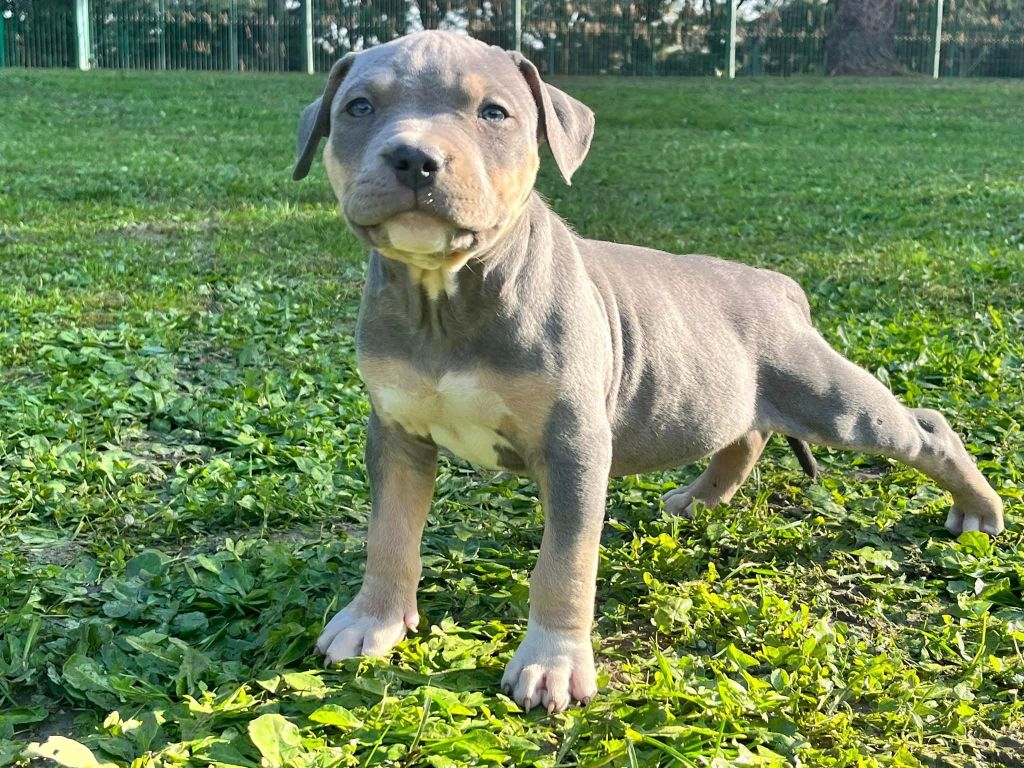 de la Taverne d'Ox - American Staffordshire Terrier - Portée née le 28/09/2024