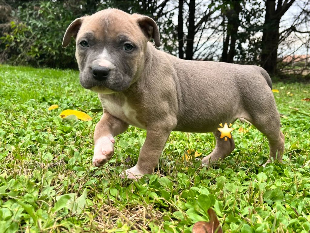 de la Taverne d'Ox - Chiots disponibles - American Staffordshire Terrier