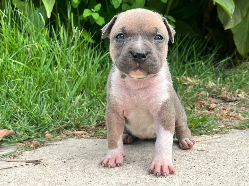 de la Taverne d'Ox - Chiots disponibles - American Staffordshire Terrier