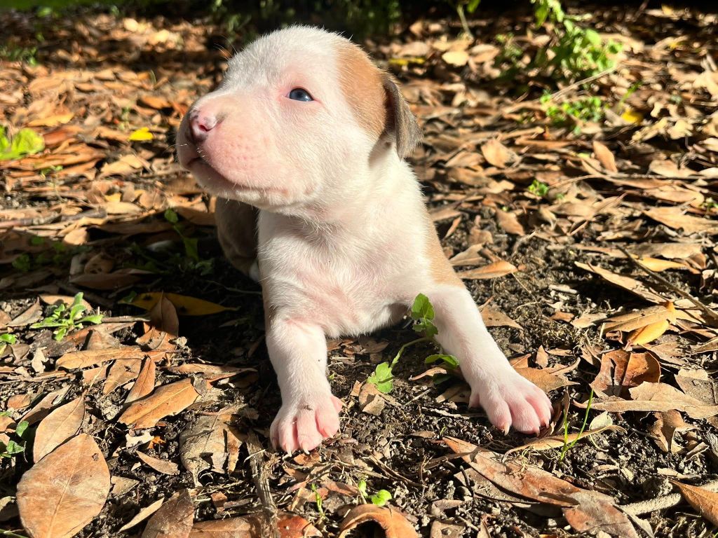 de la Taverne d'Ox - Chiots disponibles - American Staffordshire Terrier