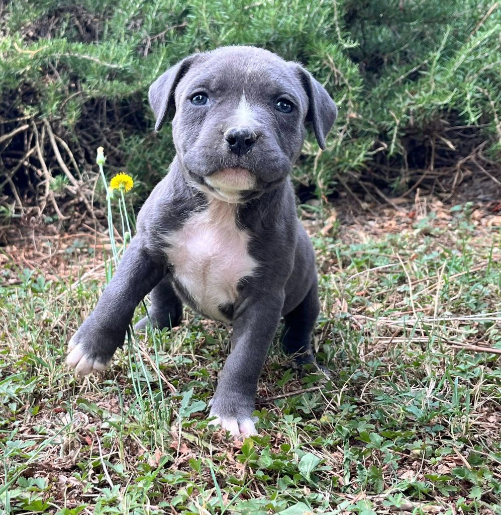 de la Taverne d'Ox - Chiots disponibles - American Staffordshire Terrier