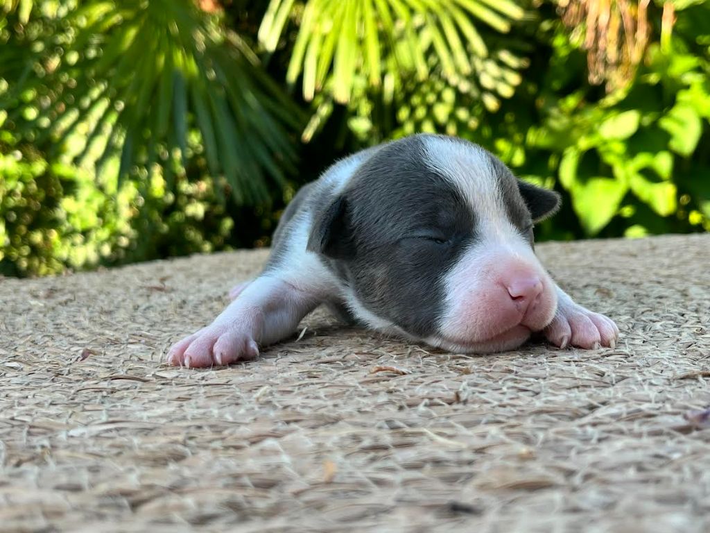 de la Taverne d'Ox - Chiots disponibles - American Staffordshire Terrier