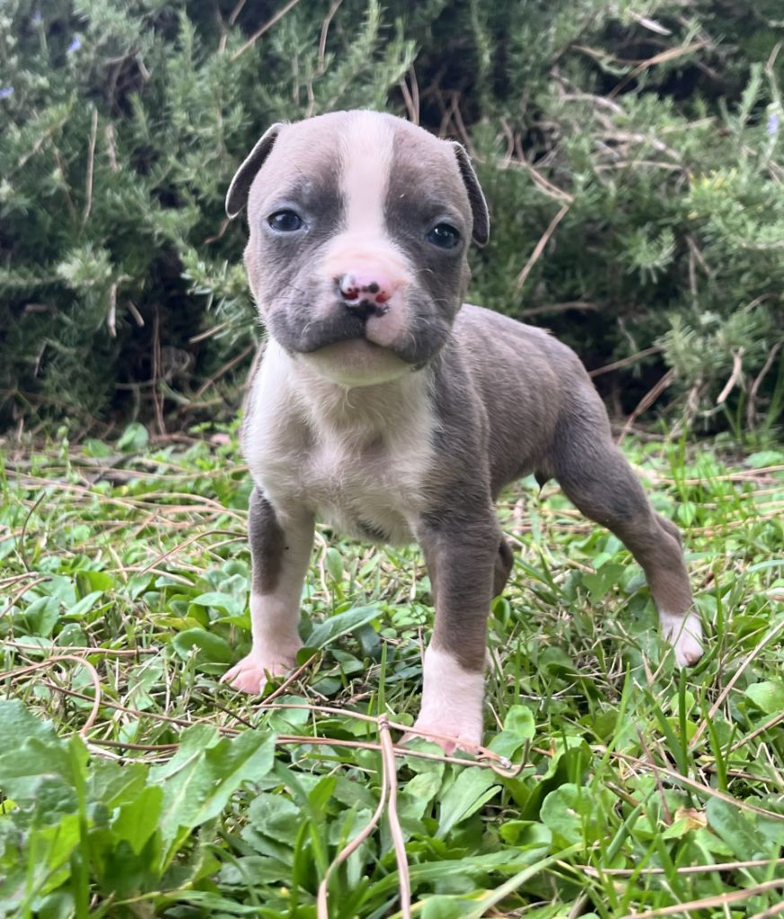 de la Taverne d'Ox - Chiots disponibles - American Staffordshire Terrier