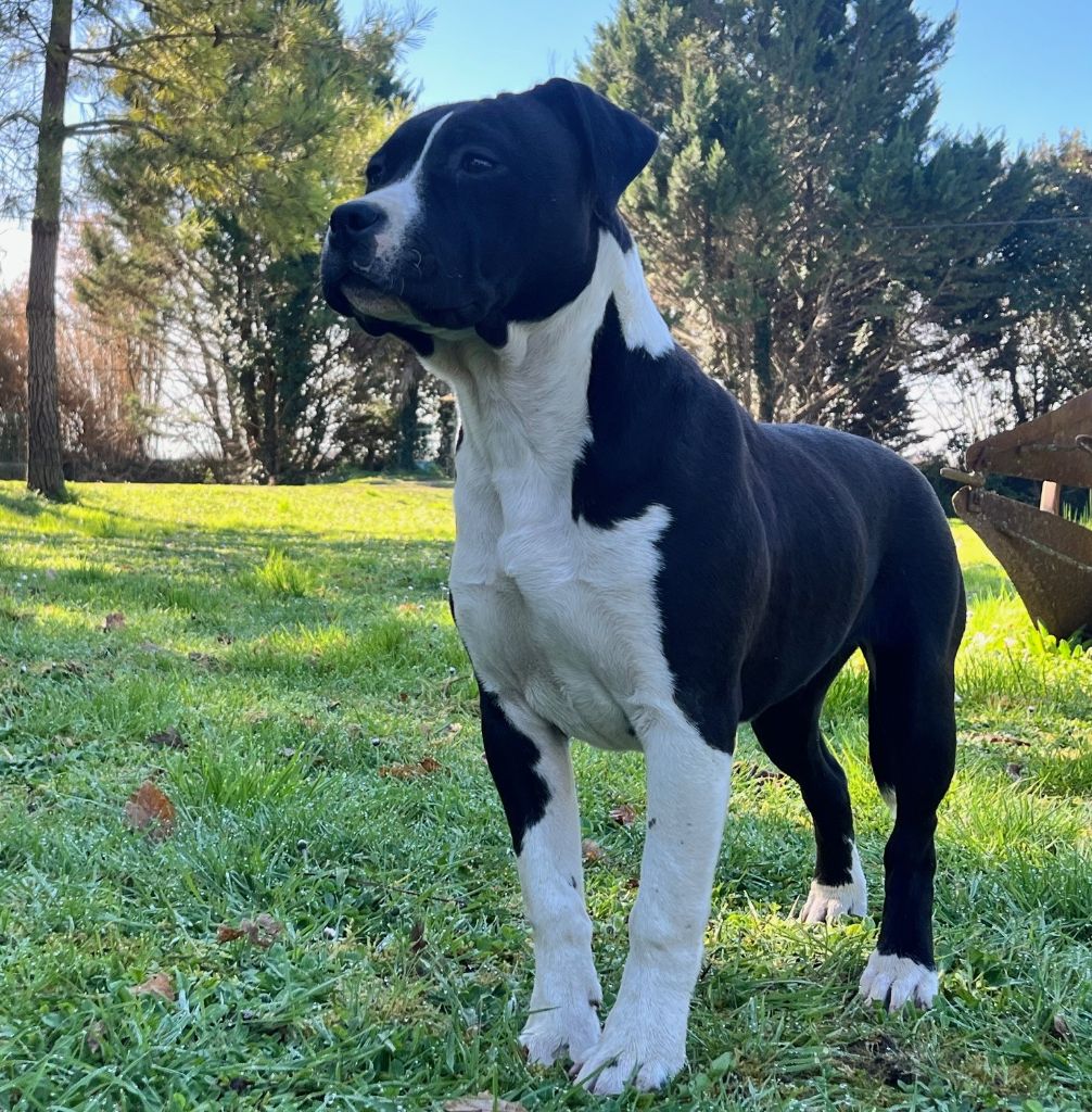 de la Taverne d'Ox - Chiots disponibles - American Staffordshire Terrier