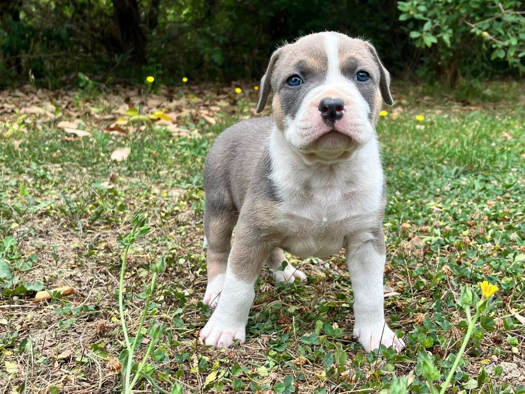 de la Taverne d'Ox - Chiots disponibles - American Staffordshire Terrier