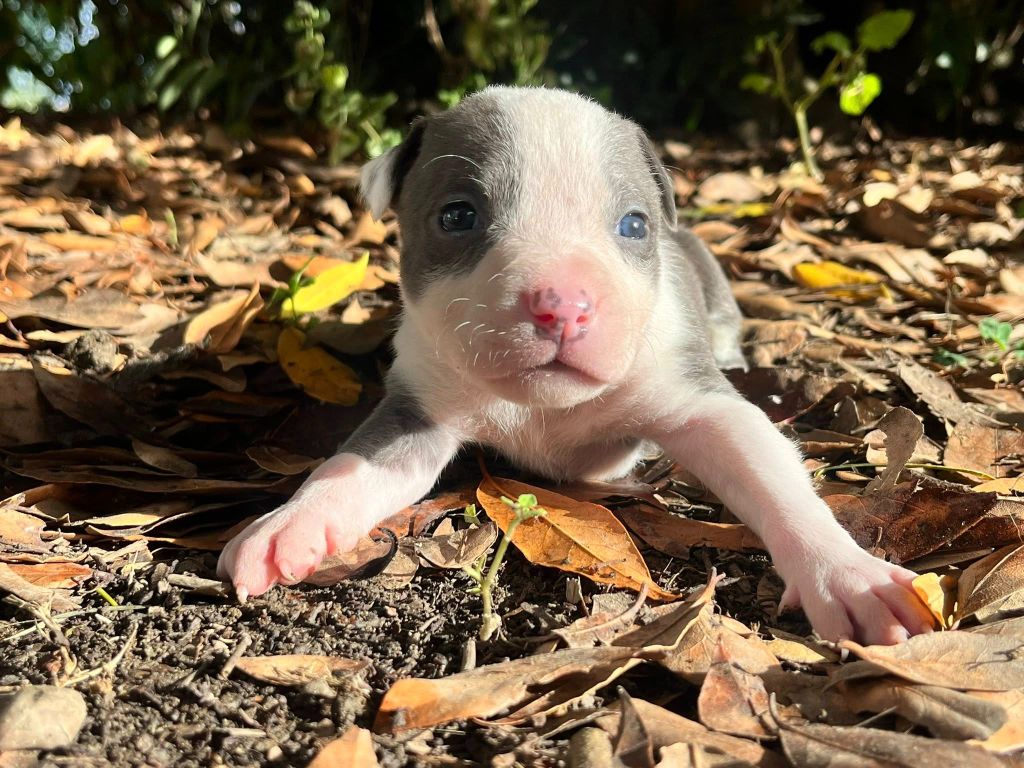 de la Taverne d'Ox - Chiots disponibles - American Staffordshire Terrier