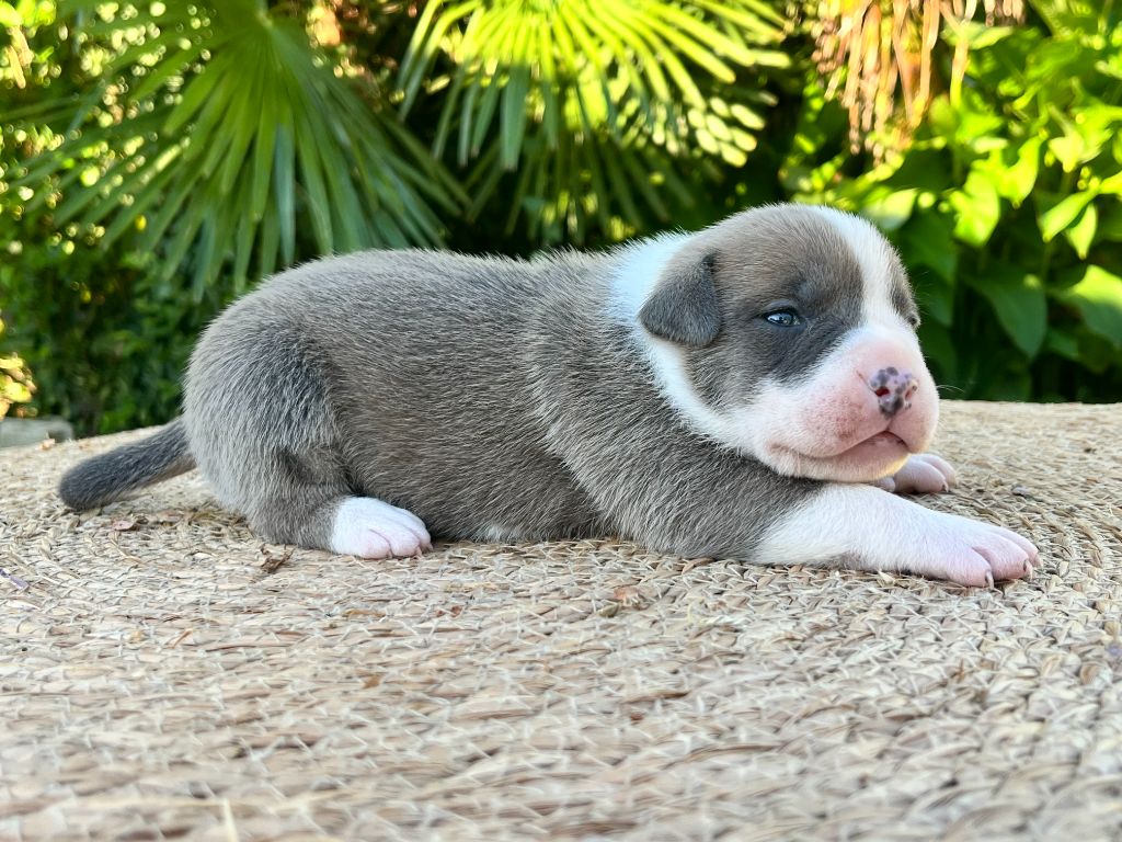 de la Taverne d'Ox - Chiots disponibles - American Staffordshire Terrier