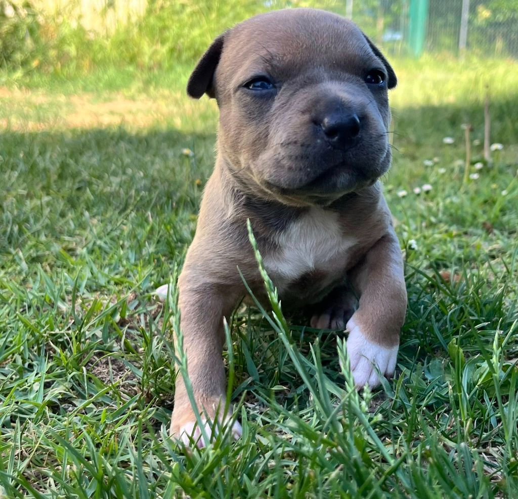 de la Taverne d'Ox - Chiots disponibles - American Staffordshire Terrier
