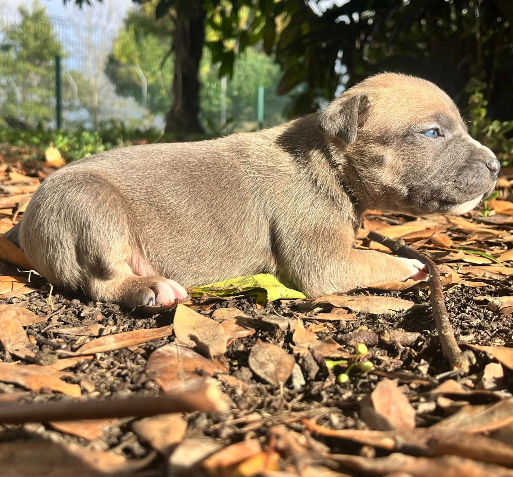 de la Taverne d'Ox - Chiots disponibles - American Staffordshire Terrier