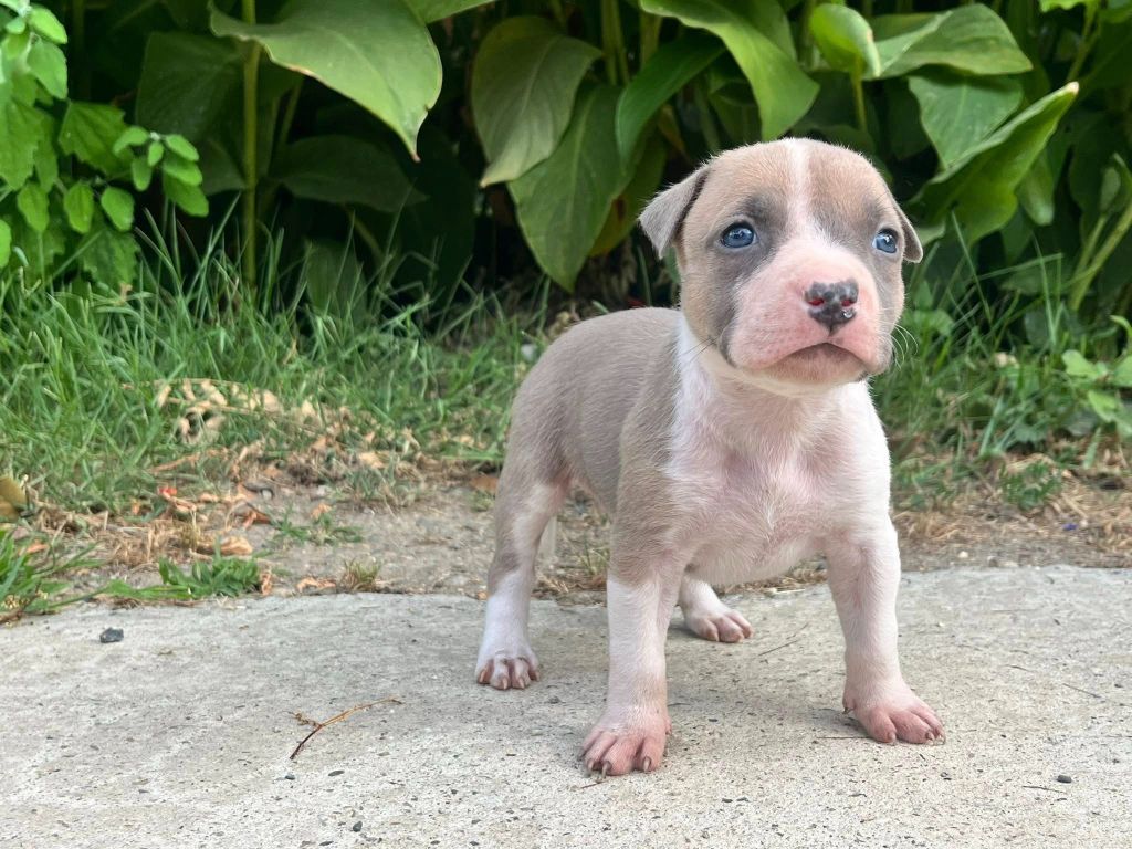 de la Taverne d'Ox - Chiots disponibles - American Staffordshire Terrier