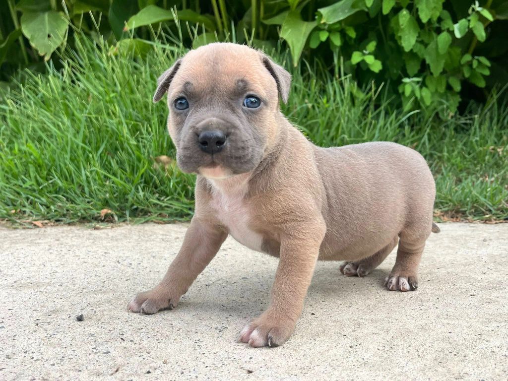 de la Taverne d'Ox - Chiots disponibles - American Staffordshire Terrier