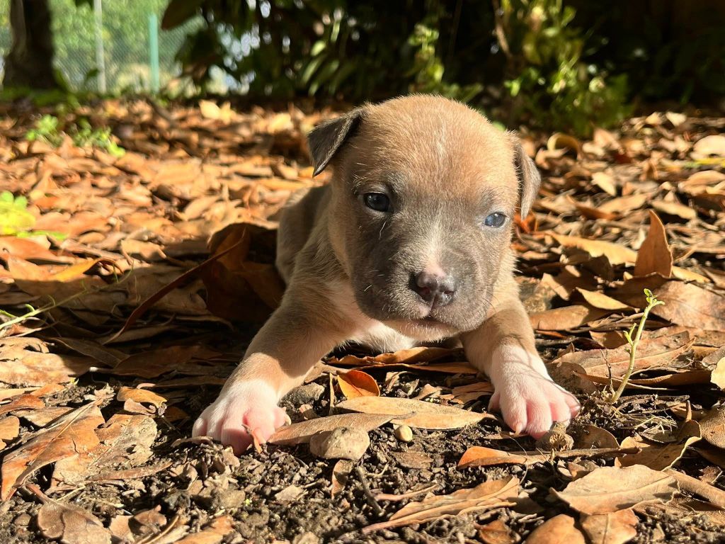 de la Taverne d'Ox - Chiots disponibles - American Staffordshire Terrier