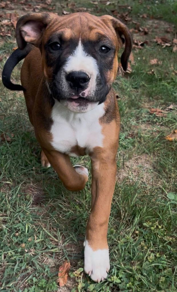 de la Taverne d'Ox - Chiots disponibles - American Staffordshire Terrier