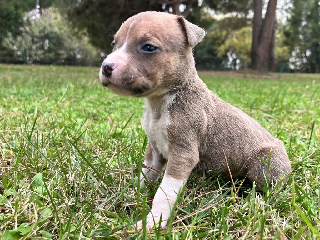 de la Taverne d'Ox - Chiots disponibles - American Staffordshire Terrier